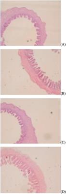 Effects of in ovo feeding of methionine and/or disaccharide on post-hatching breast development, glycogen reserves, nutrients absorption parameters, and jejunum antioxidant indices in geese